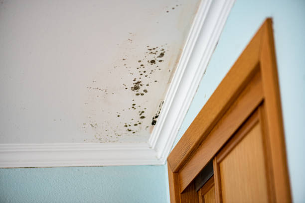 Best Localized Mold Remediation (e.g., coastal areas, humid climates) in Ross, OH