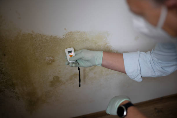 Best HVAC Mold Remediation in Ross, OH