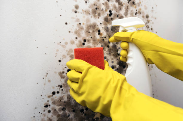 Best Mold Testing and Inspection Services in Ross, OH