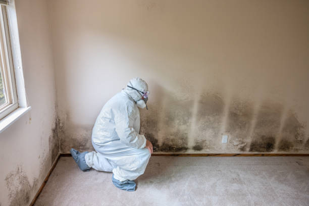 Best Emergency Mold Remediation in Ross, OH