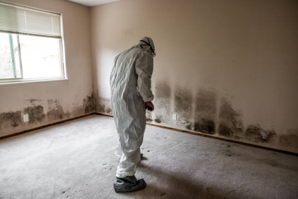 Best White Mold Remediation in Ross, OH