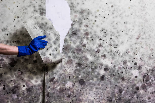 Best Residential Mold Remediation in Ross, OH