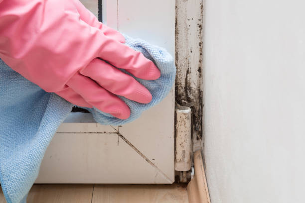 Best Mold Testing and Inspection Services in Ross, OH