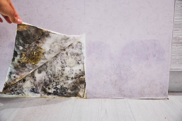 Best Emergency Mold Remediation in Ross, OH